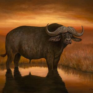 Buffalo standing in water at sunset.