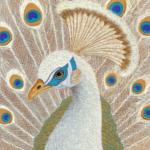 White peacock with detailed feather illustration.